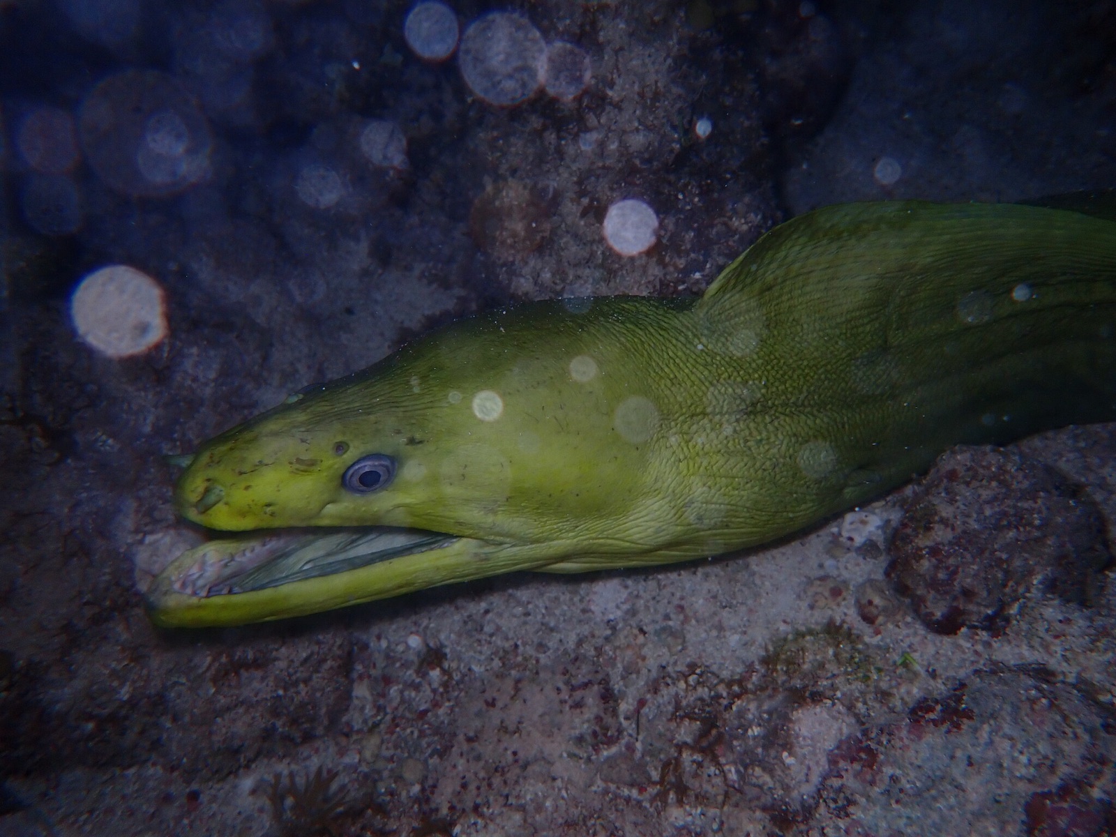 Photo of Green moray (Gymnothorax funebris)