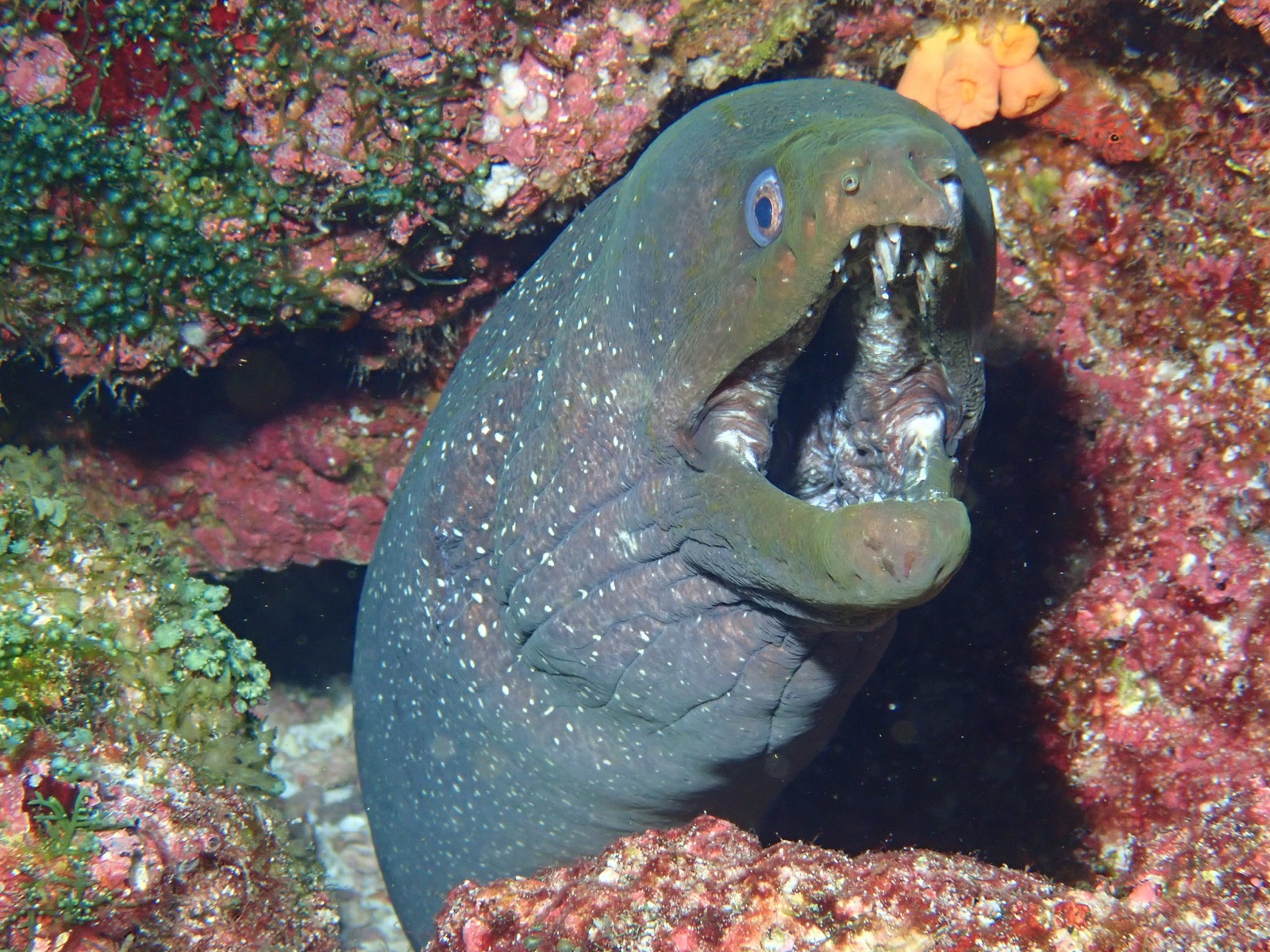 Photo of Green-spotted Moray (Gymnothorax dovii)