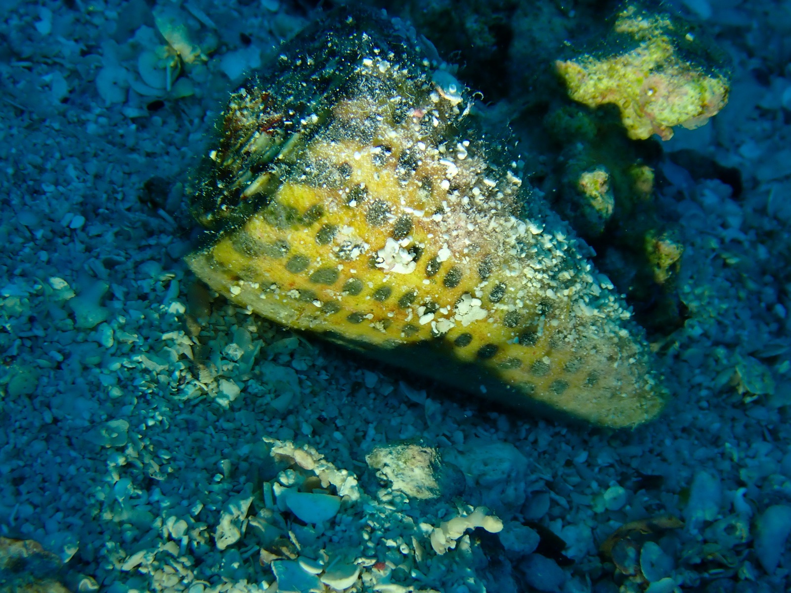 Foto de Cono literato (Conus litteratus)