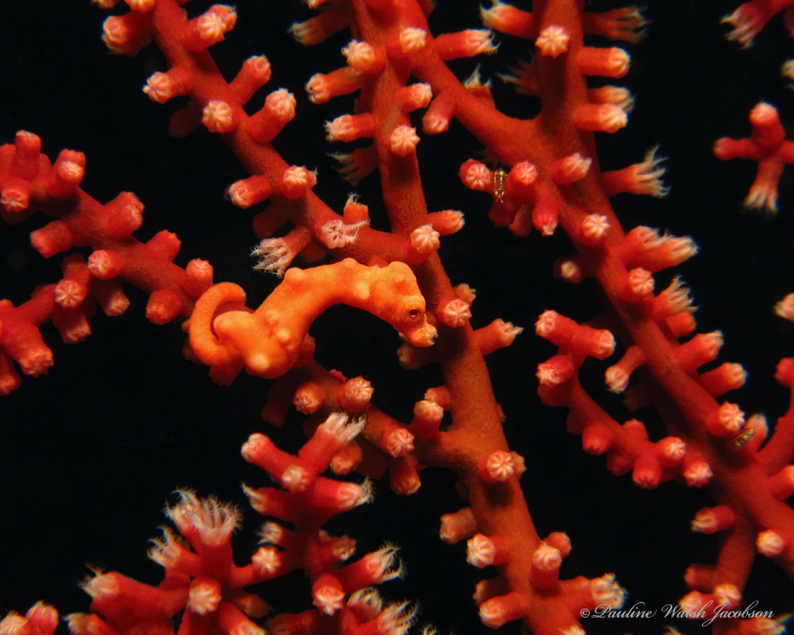 Photo of Denise's pygmy seahorse (Hippocampus denise)