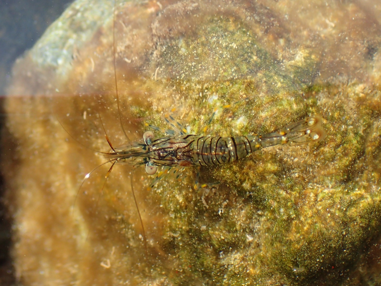Photo of Rockpool prawn (Palaemon elegans)