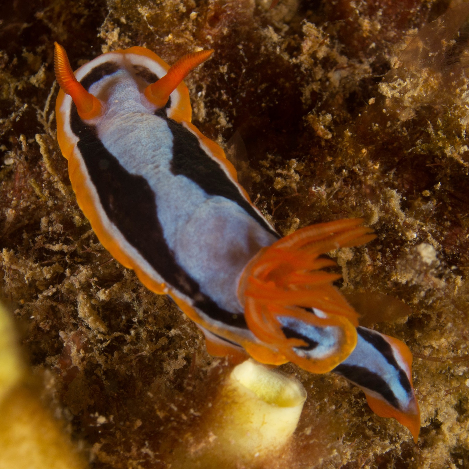 Photo of Coleman's chromodoris (Chromodoris colemani)