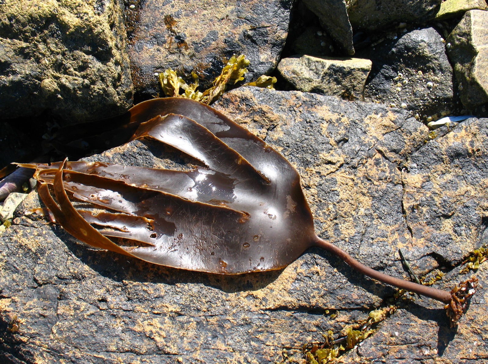 Photo of Oarweed (Laminaria digitata)