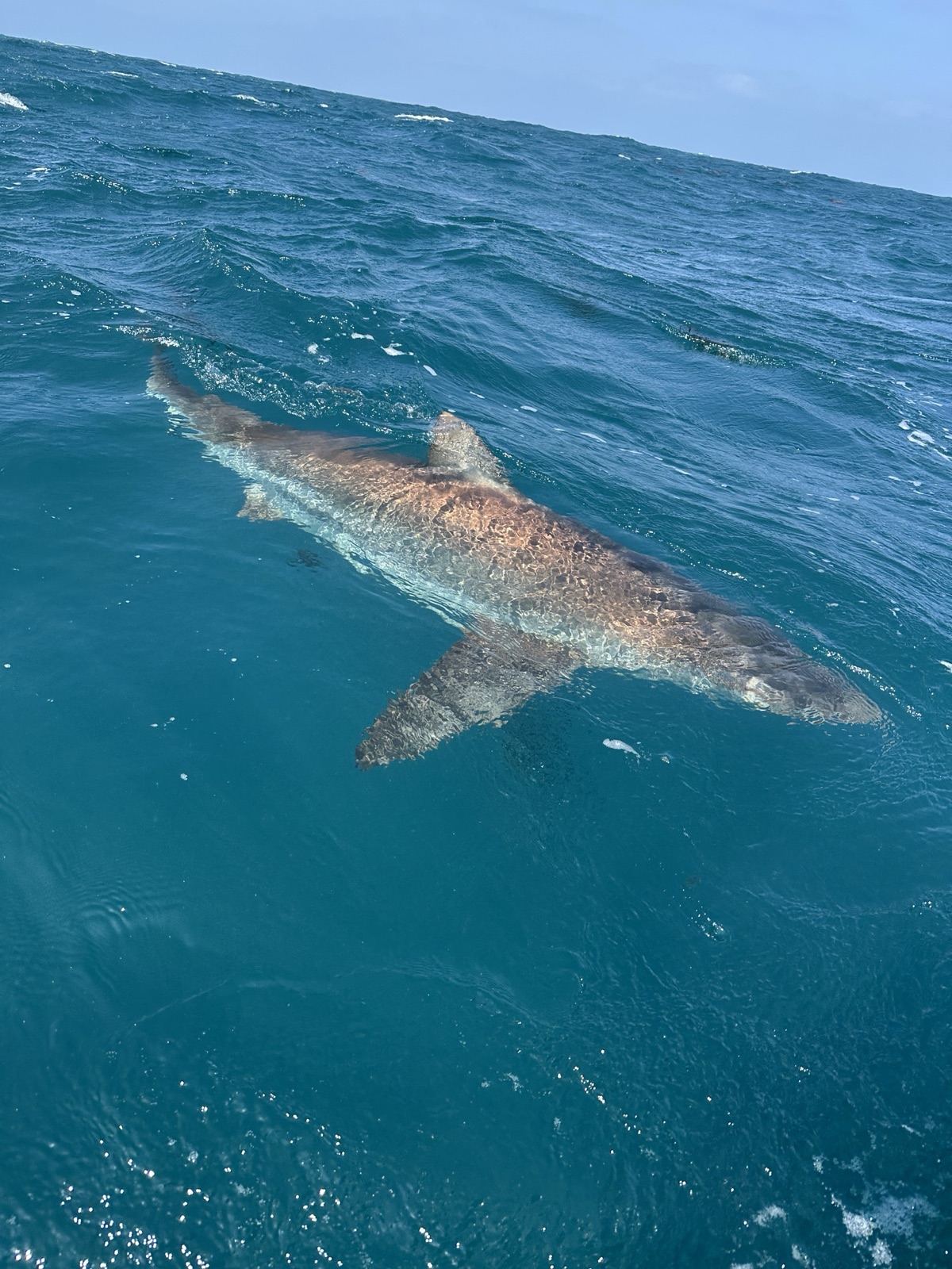 Photo of Dusky shark (Carcharhinus obscurus)