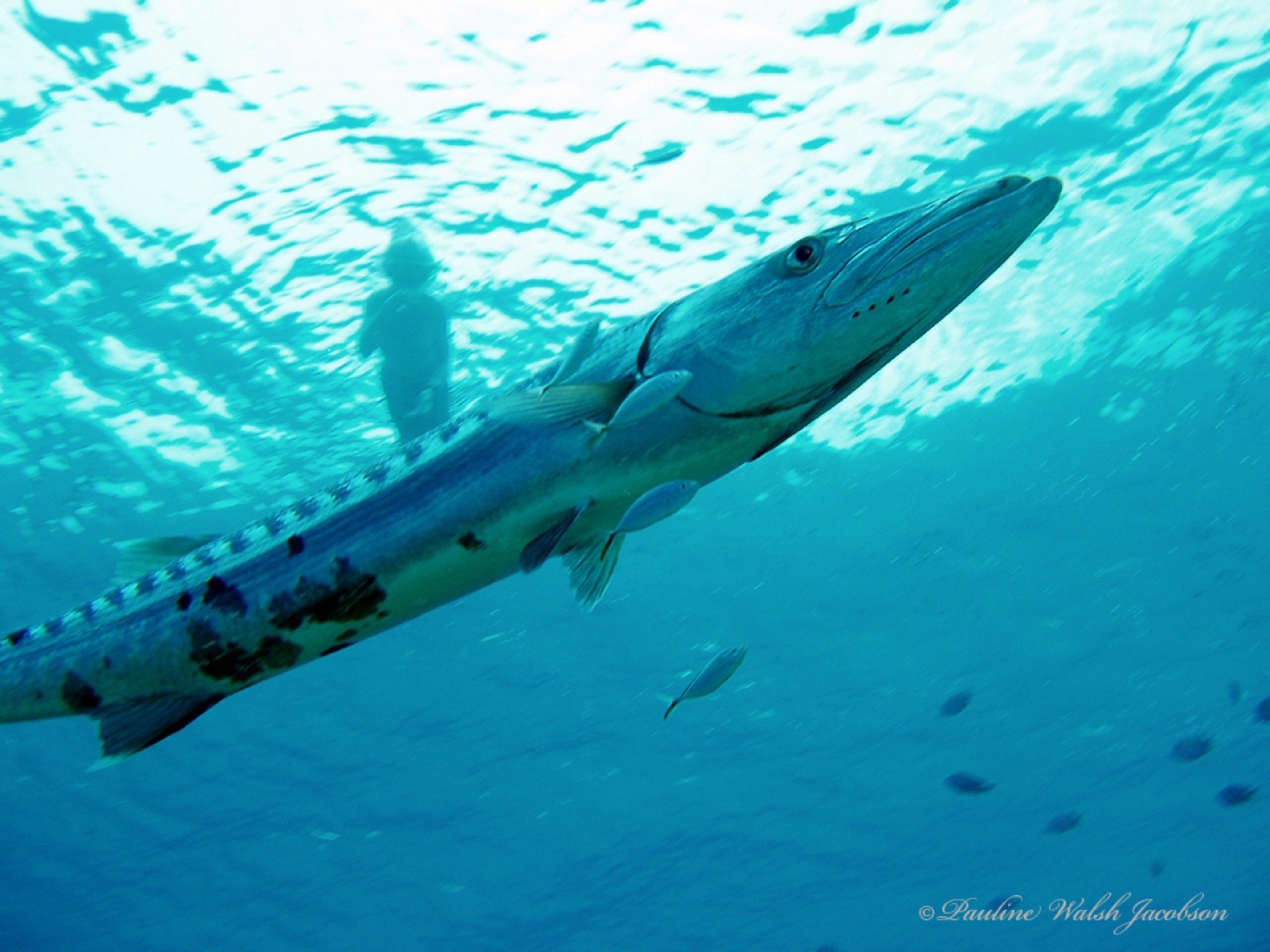 Foto de Barracuda (Sphyraena barracuda)
