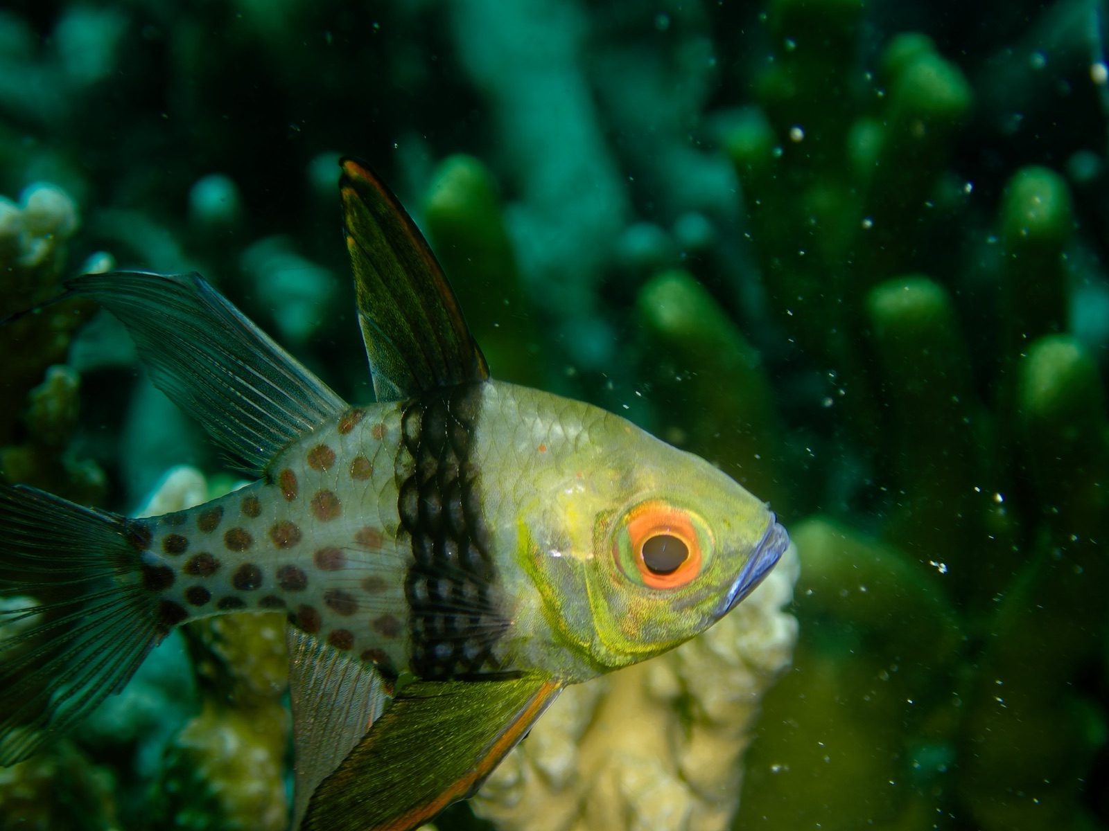Photo of Pajama cardinalfish (Sphaeramia nematoptera)