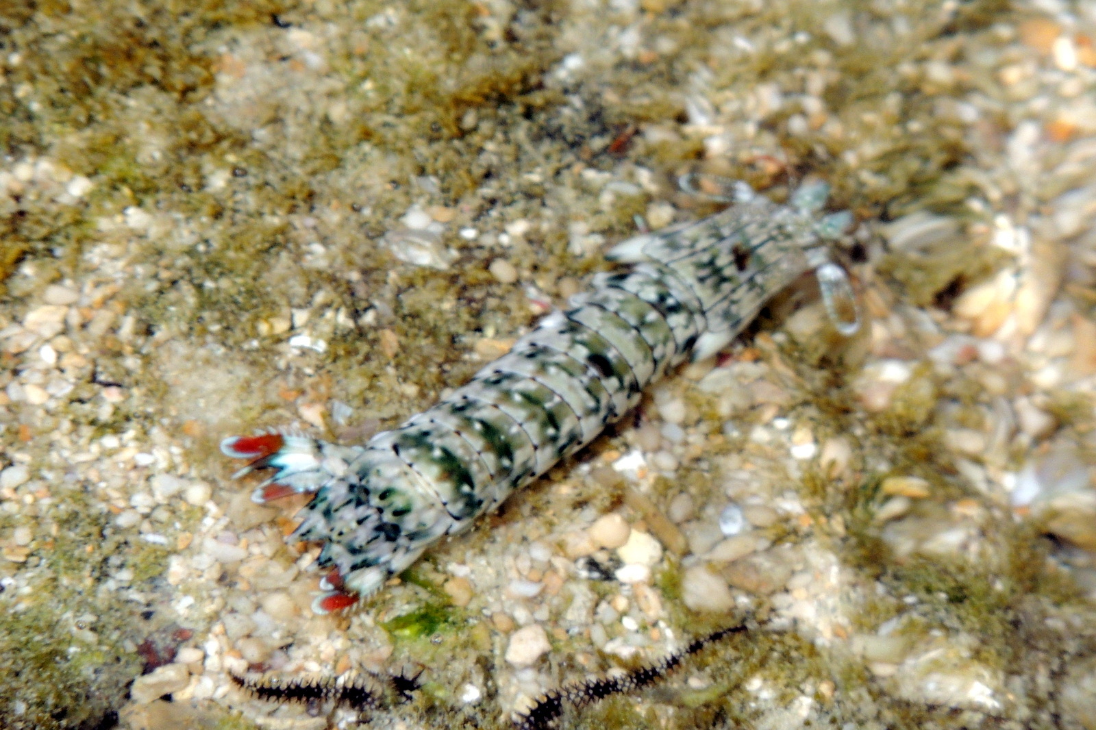 Photo of Striped Mantis Shrimp (Gonodactylus chiragra)