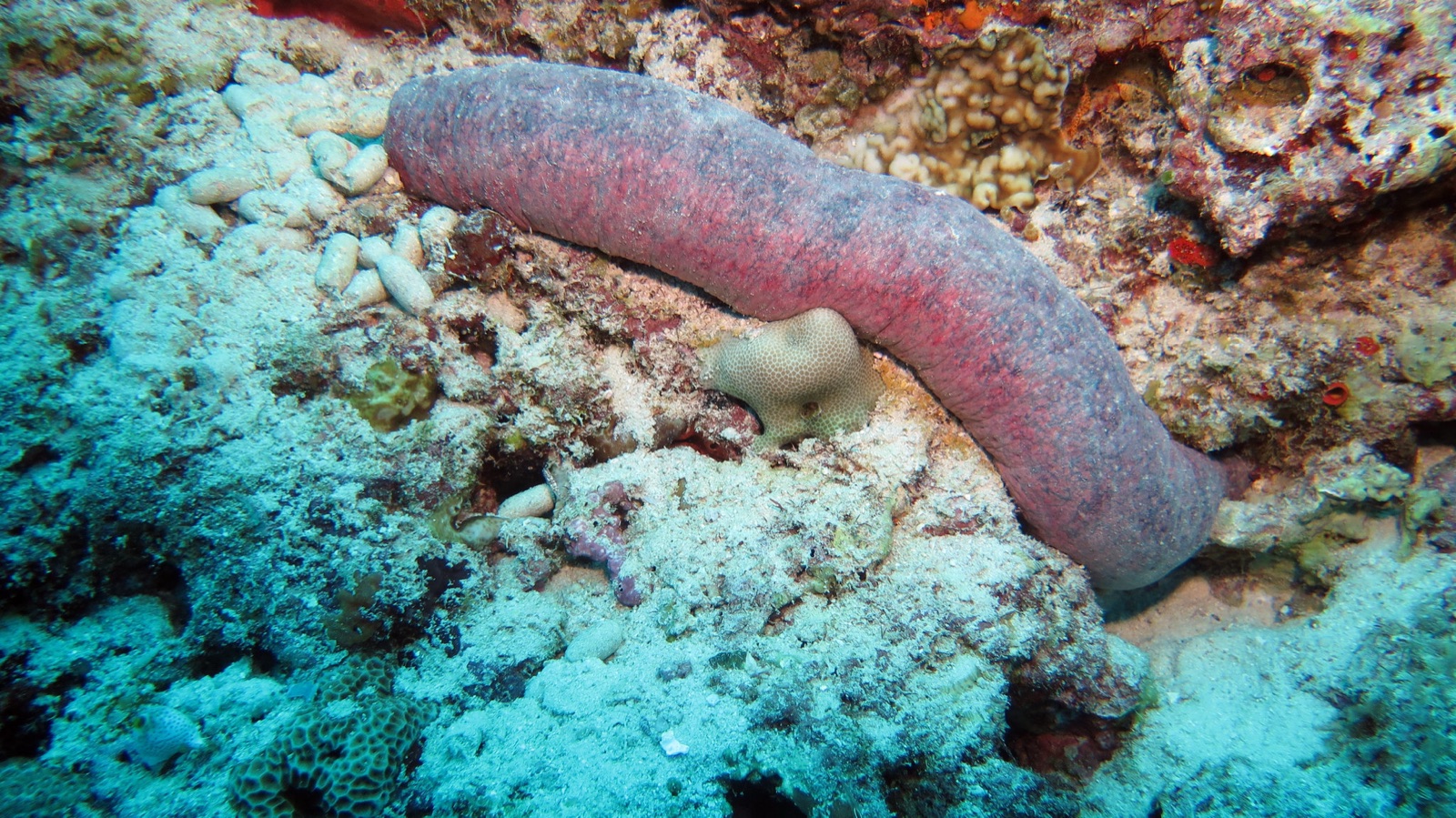 Photo of Pink sea cucumber (Holothuria edulis)