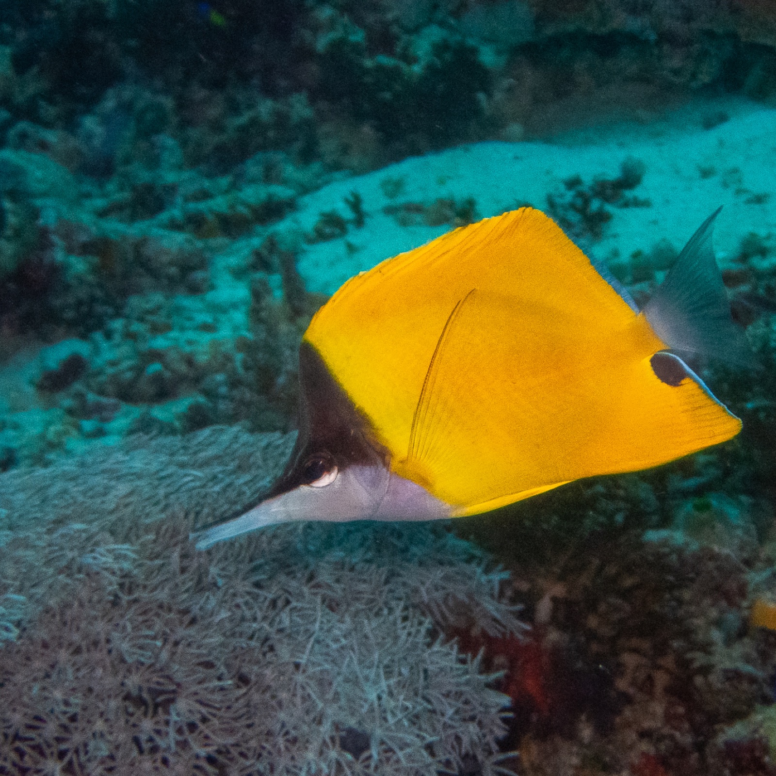 Photo de Poisson-pince ou forceps (Forcipiger flavissimus)