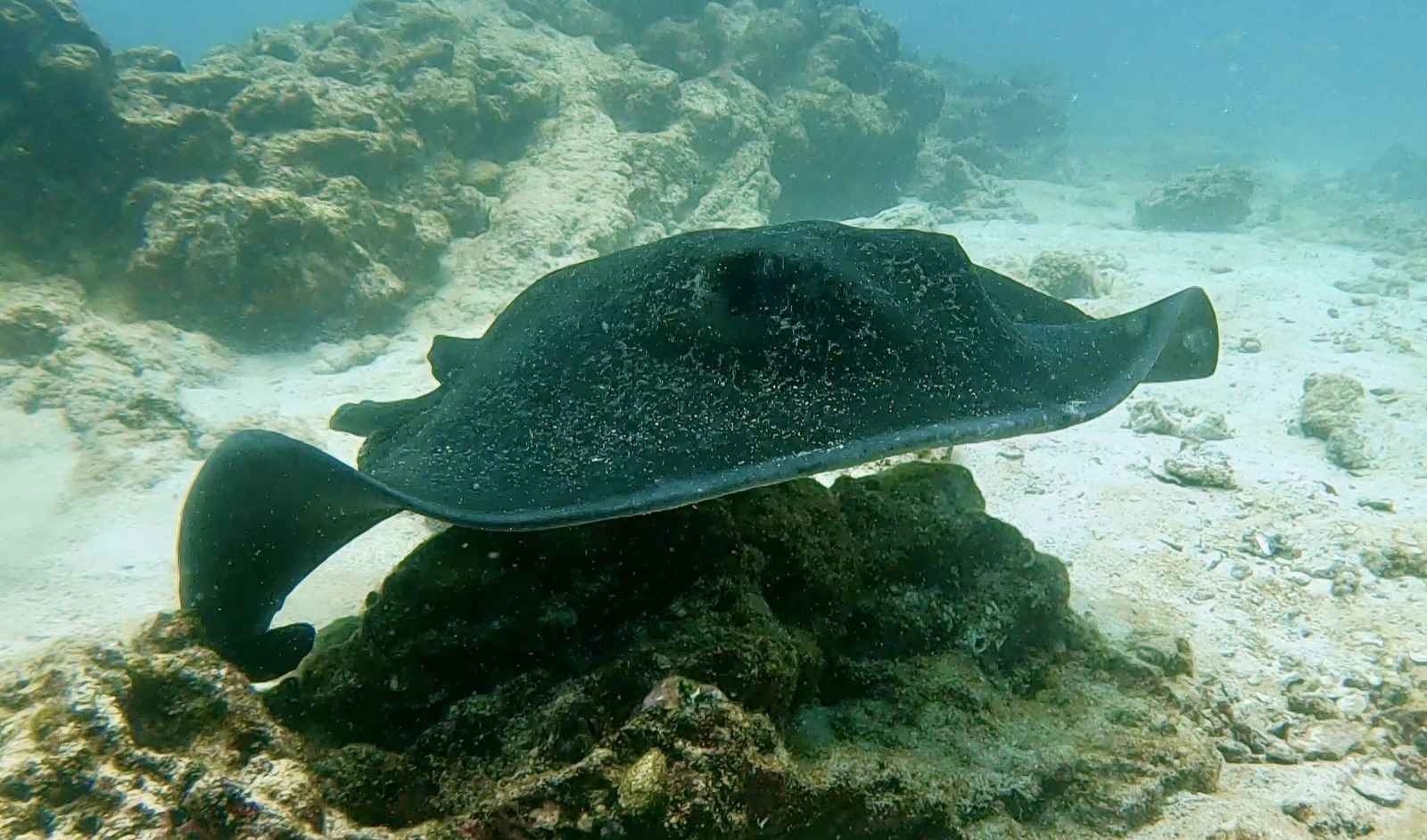 Photo of Round ribbontail ray (Taeniurops meyeni)