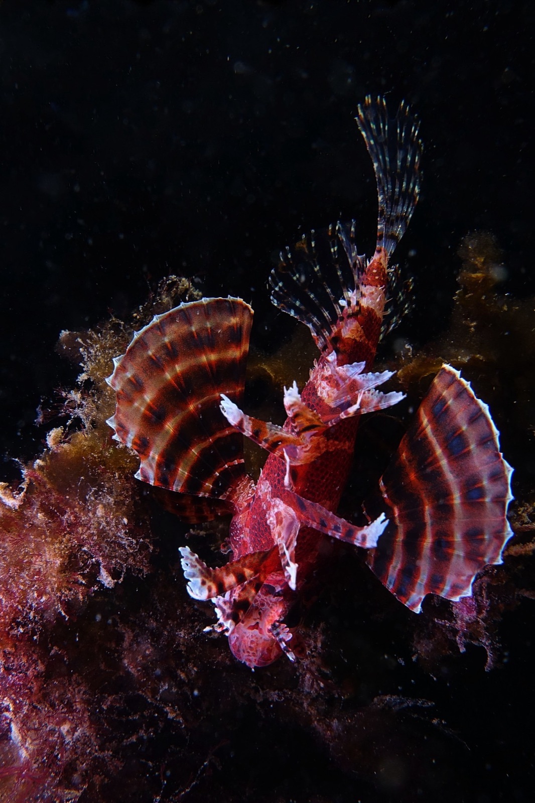 Photo of Shortfin lionfish (Dendrochirus brachypterus)