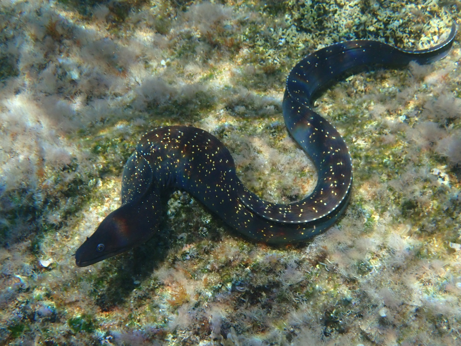 Photo of Mediterranean moray (Muraena helena)