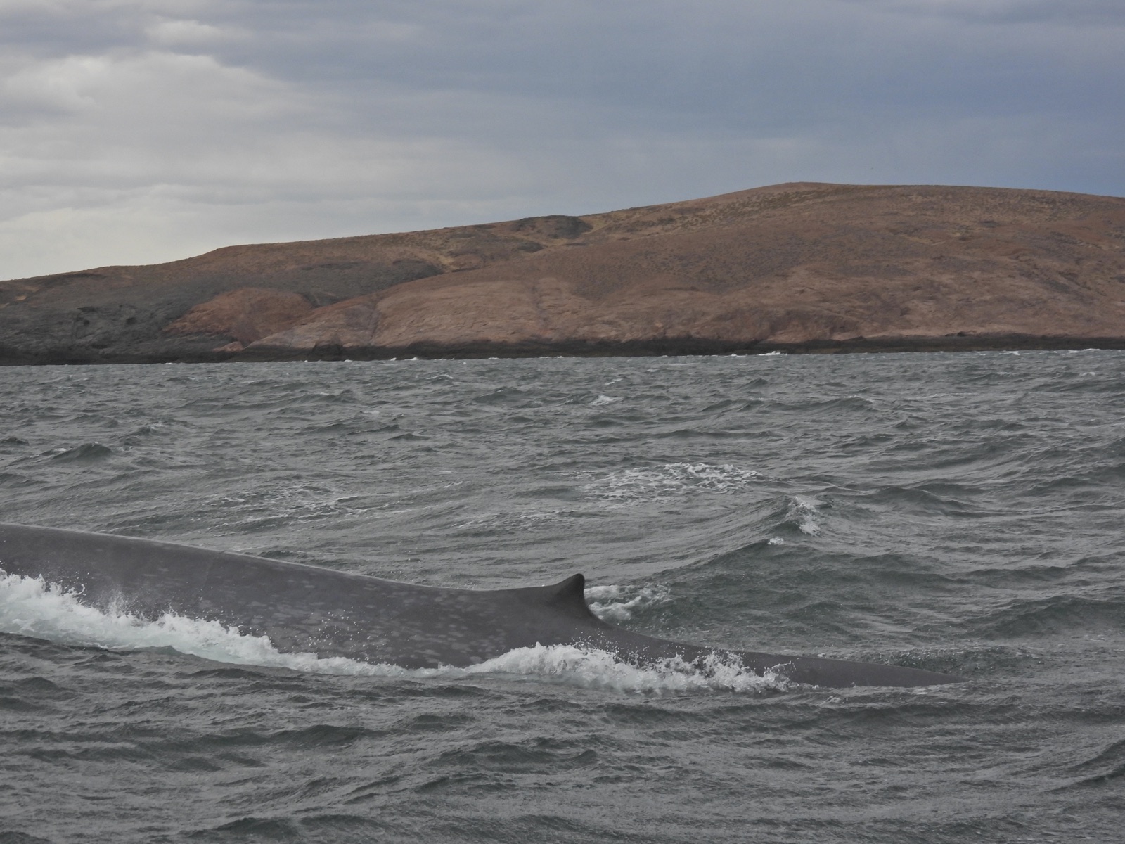 Photo of Blue whale (Balaenoptera musculus)