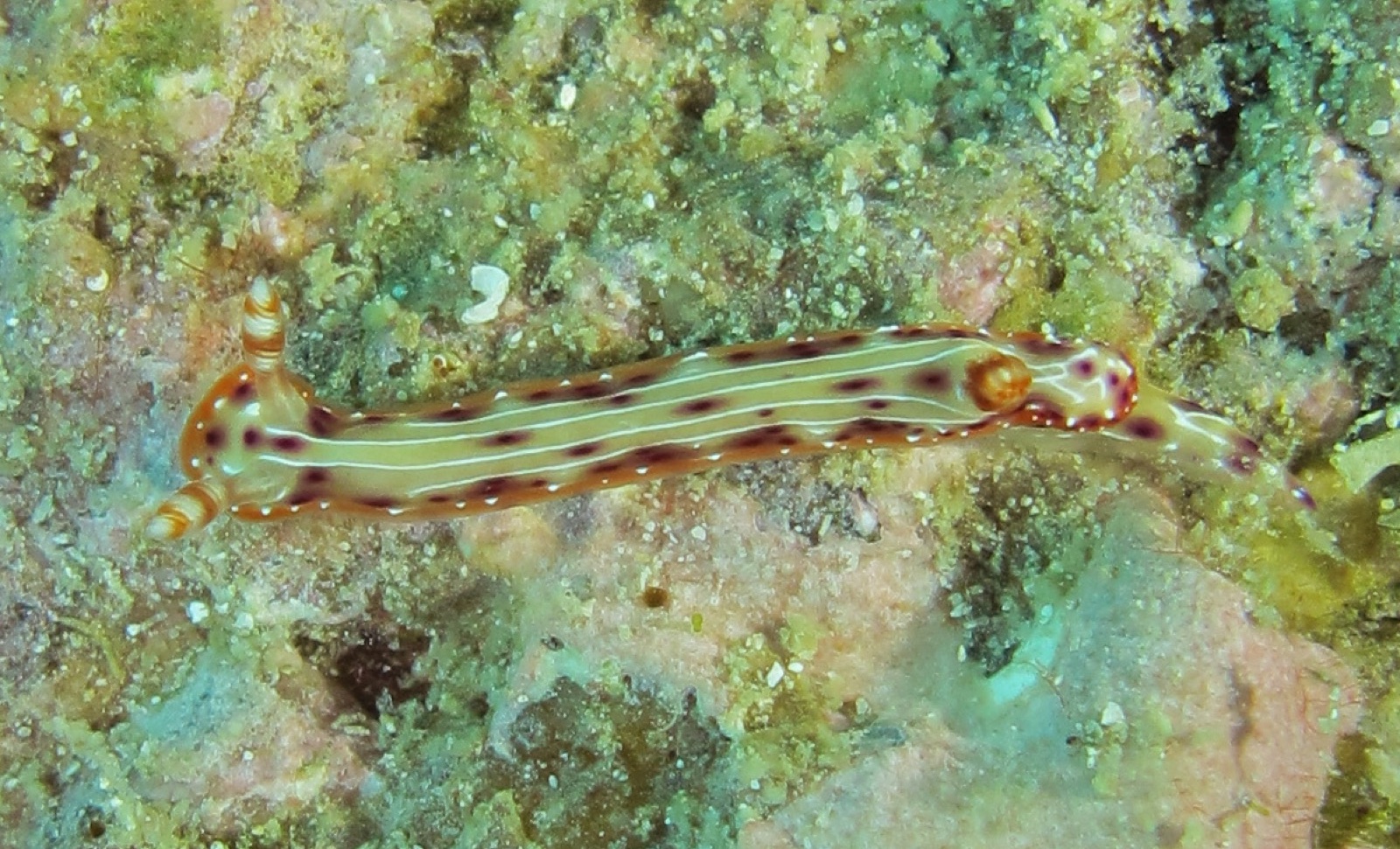 Photo of Spotted hypselodoris (Hypselodoris maculosa)
