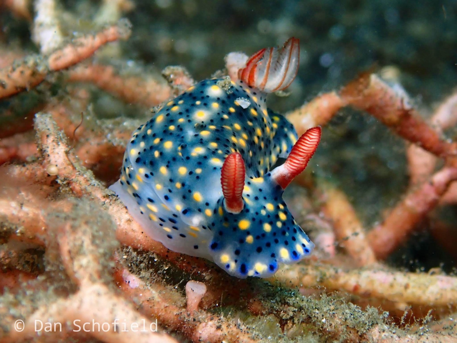 Photo of Painted hypselodoris (Hypselodoris infucata)
